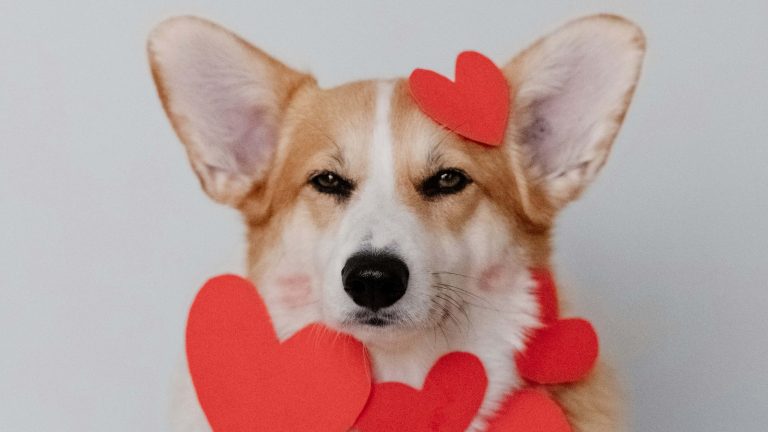 A corgi sits calmly, its fur a sandy hue against a simple backdrop. Red paper hearts are carefully placed, one on its forehead and several more sprinkled across its body. The dog resembles a perfectly poised model in a themed Valentine photoshoot.