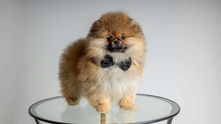 A fluffy Pomeranian, with its thick coat resembling a playful ball of faux fur, stands poised on a round glass table. The small dog wears a black bow tie, adding a touch of formality to its playful appearance against the simple backdrop.