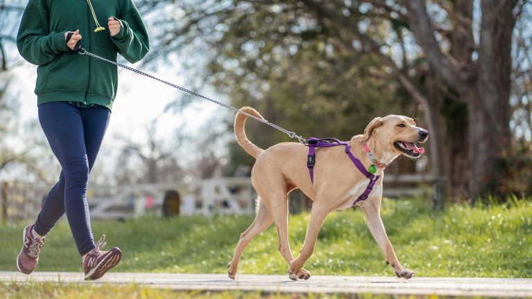 A person in a green jacket and blue leggings jogs with their brown dog, secured in a purple harness. They hold the leash tightly as they move briskly along a path lined with grass and trees, all under a clear sky.