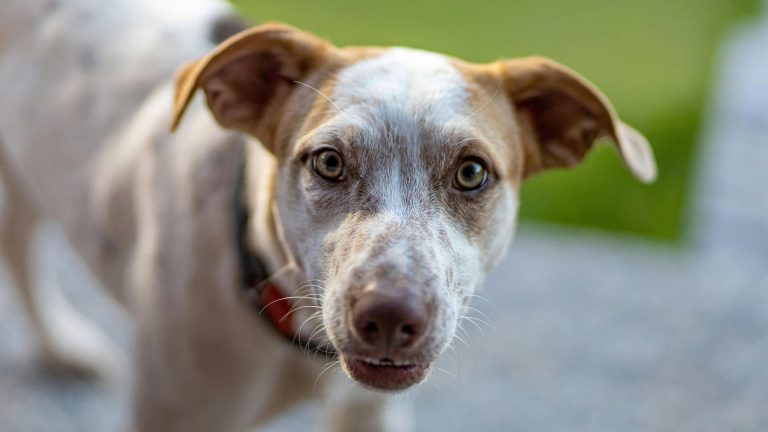 A brown and white dog with large ears and light-colored eyes stares intently at the camera, capturing a look of anticipation. The background is softly blurred, revealing hints of green grass and grey pavement. This sets the scene for a lively St. Puppyz Day celebration, perfect for those looking to enjoy festive activities with their canine companions.