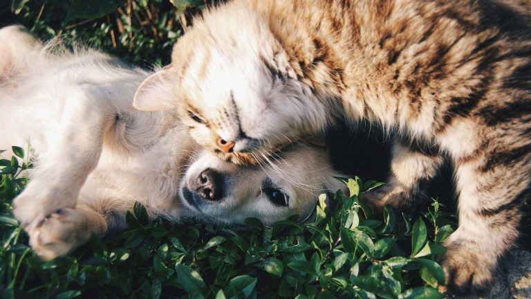 On a patch of vibrant green leaves, a fluffy cat from Bark & Meow gently nudges the muzzle of a laid-back dog. The dog sprawls on its back, soaking up the sunlight and exuding contentment, like pals unwinding after a stroll through Around the Block.
