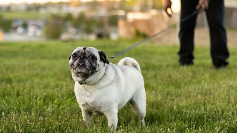 A pug stands on vibrant green grass, its tongue peeking out as it glances toward the camera. Attached to a leash held by someone just outside the frame on the right, this scene captures a moment during an afternoon walk, set against a softly blurred backdrop of trees and fencing.