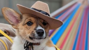 Pet Friends & Rescue 13th Annual Cowboy Fur Ball Fundraiser