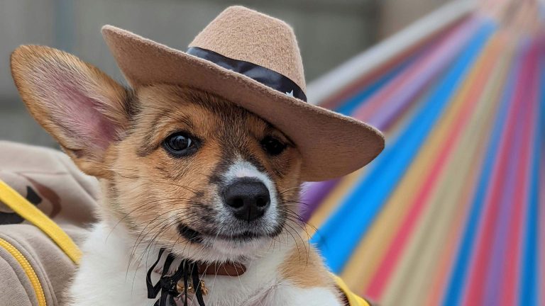 A Corgi puppy, eyes wide with curiosity, wears a small brown cowboy hat perched atop its head, with one ear playfully flopping next to it. This rescued pup captures hearts at the Pet Friends fundraiser, set against a backdrop of colorful stripes.