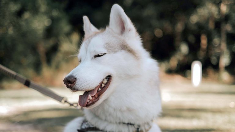 A Siberian Husky with a striking coat of white and gray fur sits outside, its mouth open and tongue lolling as it squints joyfully in the sunlight. The dog is on a leash, savoring the bright day while its owners relax with cold brews from Crow & Wolf Brewery. Around them lies a softly blurred green landscape, providing an inviting setting for those seeking dog-friendly outings.