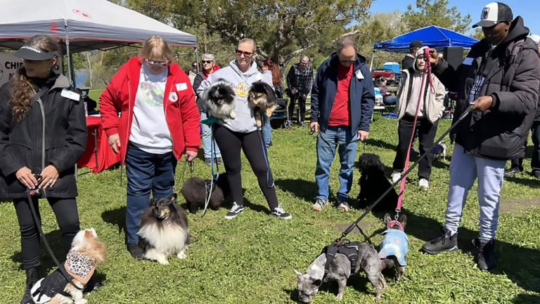 People gather on the grass, holding leashes attached to small, eager dogs. A tent and trees surround the annual Dog-Walk-A-Thon, creating a lively atmosphere filled with participants who are actively engaging with their pets in playful activity.