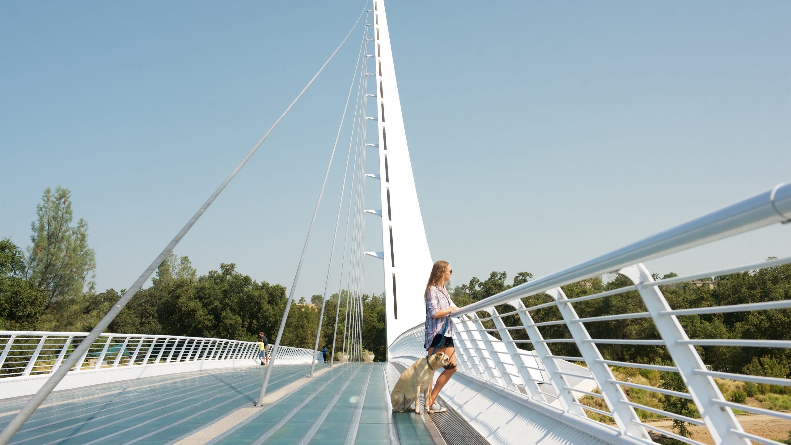 A woman with long hair strolls across a sleek white pedestrian bridge, accompanied by her yellow Labrador. The bridge, characterized by its soaring spire, spans a tranquil setting under a clear blue sky. Nearby, the lush greenery of trees adds a natural contrast to the modern structure of the bridge.