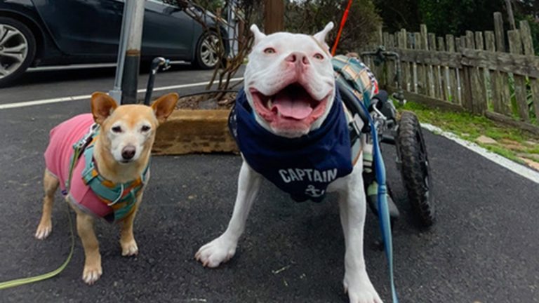 Two dogs walk along a paved path. The first is small, with tan and white fur, wearing a pink vest that fits snugly around its body. Beside it strides a larger white dog in a wheelchair, its navy vest labeled "Captain" in bold lettering. Nearby, there's a parked car and wooden fence that evoke the quaint surroundings often found near Mendocino hotels.