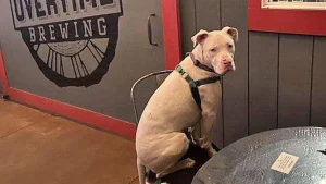 Dog on outside chair at Overtime Brewing. Photo by Overtime Brewing.