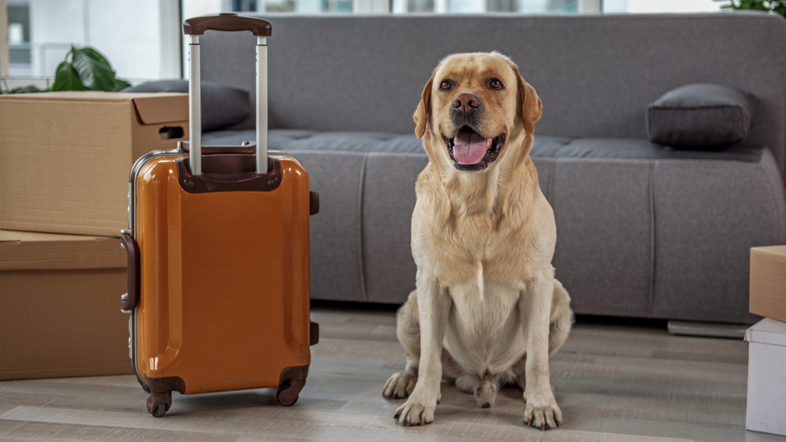 In a warm, inviting living room in Vacaville, a golden retriever sits contentedly beside a compact brown suitcase. The soft glow of the room highlights the dog's glossy coat and gentle expression. Around them are cardboard boxes in various stages of packing, hinting at an ongoing move or the anticipation of a new journey. The gray couch anchors the room's peaceful atmosphere amid the flurry of preparation.