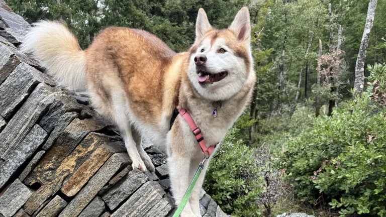 Dogs at Stone Mountain Ranch