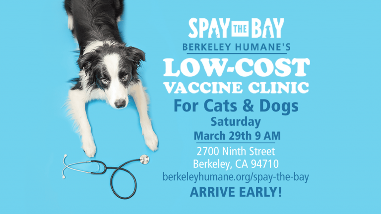 A border collie lies calmly against a blue backdrop, with a stethoscope placed nearby. Information is displayed: "Spay the Bay - Berkeley Humane offers an affordable vaccine clinic for cats and dogs. Join us on Saturday, March 29th, starting at 9 AM at 2700 Ninth Street in Berkeley, California. Be sure to arrive early!.