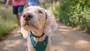 A beautiful dog comes up close to the camera while on a hike in