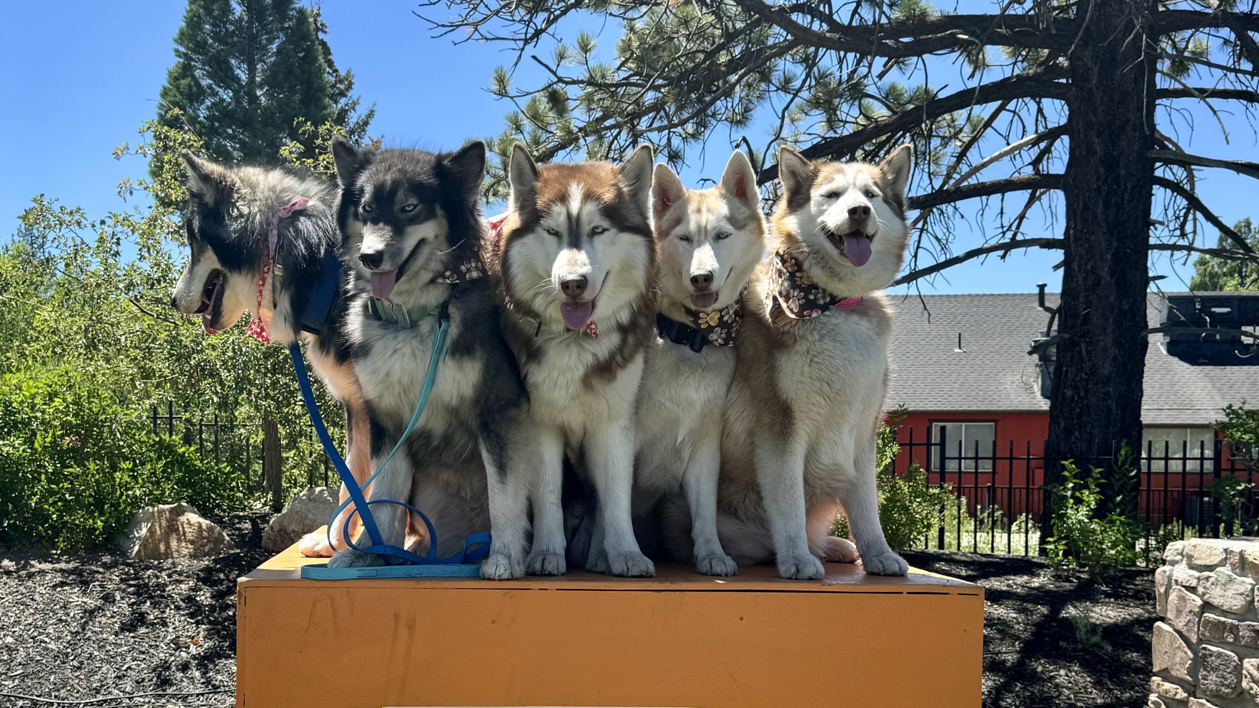 Five huskies sit in a row on an orange platform, each equipped with collars and harnesses. Their thick fur contrasts against the vibrant backdrop of green trees and a distant red building, creating an ideal scene for DogTrekker's spring adventure guide.