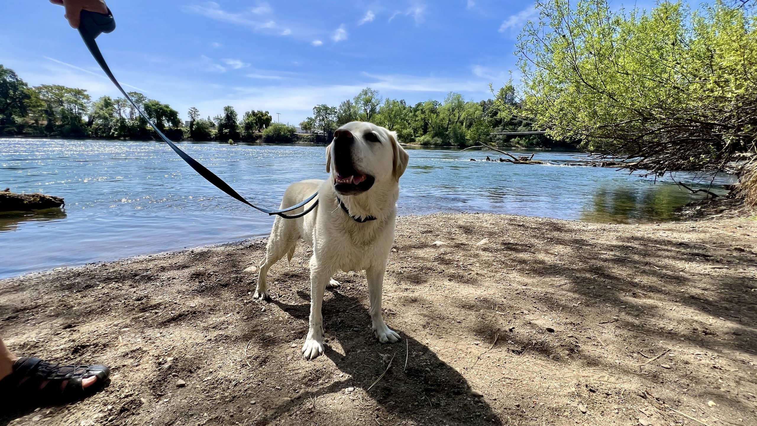 A Labrador Retriever on a leash stands on the sandy bank of the river in Redding, gazing upward with its mouth slightly open. The river gently flows behind under a clear blue sky, framed by lush green trees. In the corner of the scene, part of a person's shoe is visible, hinting at their presence during this outdoor outing.