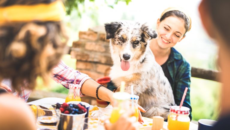 A group of people gather around a wooden table in a sunlit yard, enjoying an outdoor meal. A spotted dog sits comfortably among them, its tail wagging gently. The table is arranged with vibrant bowls of fruit, glasses filled with colorful drinks, and a variety of snacks laid out for easy sharing. Laughter fills the air as the group members smile and chat casually, their faces relaxed under the warm glow of the day.