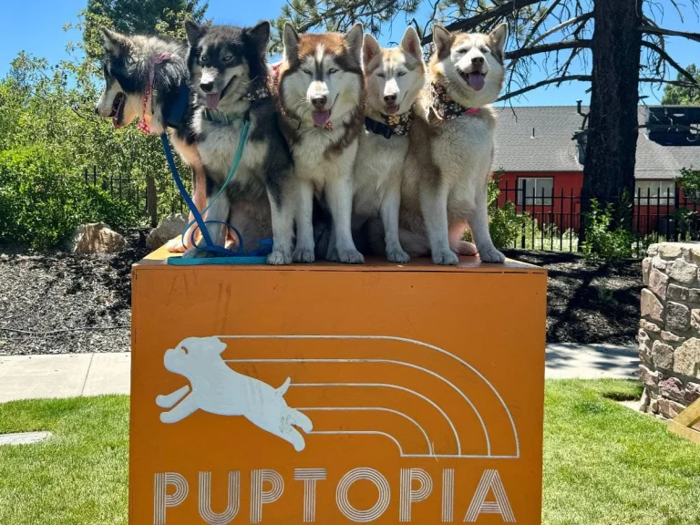 Image from DogTrekker’s official spring/summer event guide is live! on DogTrekker