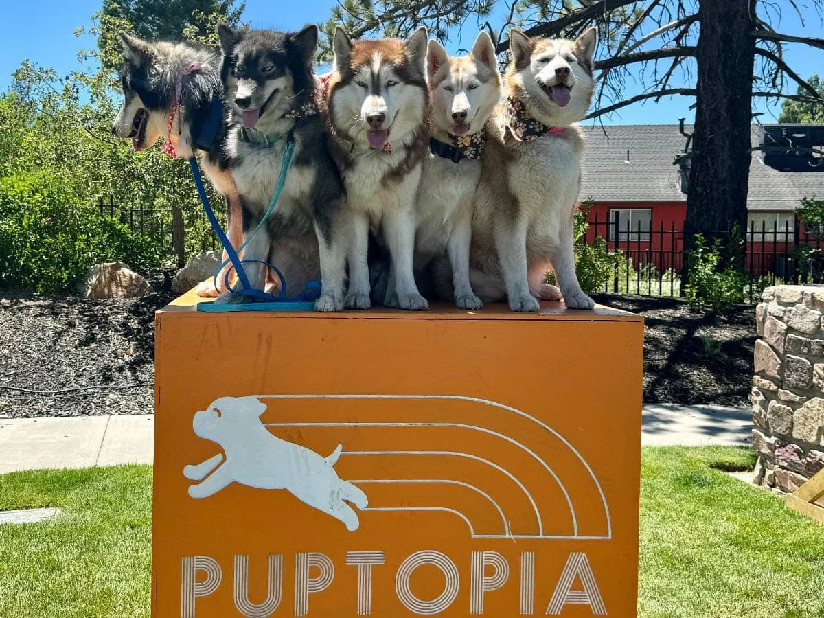 Image from DogTrekker’s official spring/summer event guide is live! on DogTrekker