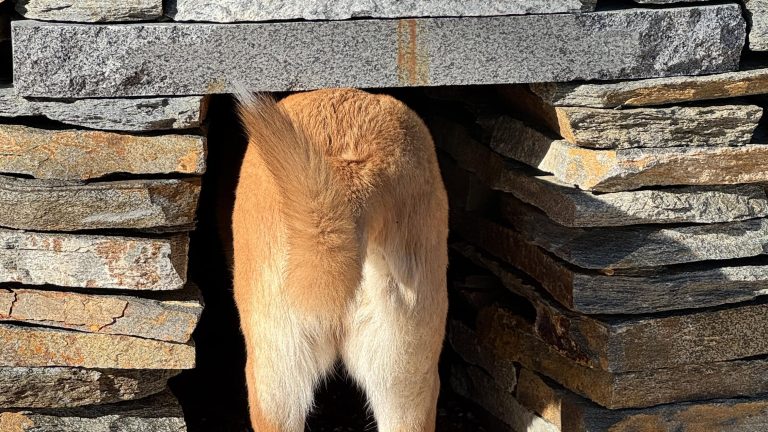 A curious dog has managed to insert its head and front body into the narrow gaps of a rustic stone wall at Stone Ranch. The piles of uneven, natural stones cleverly conceal much of the pup, leaving only its hind legs and wagging tail visible beneath a flat stone slab overhead.