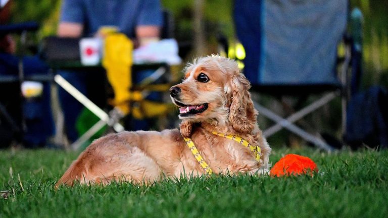 A Cocker Spaniel rests on a patch of grass, its yellow leash laid out beside it. Nearby, an orange ball hints at playtime. In the background, individuals sit comfortably in folding chairs, casually sipping wine and chatting. The dog appears both attentive and relaxed, with its tail wagging softly now and then.