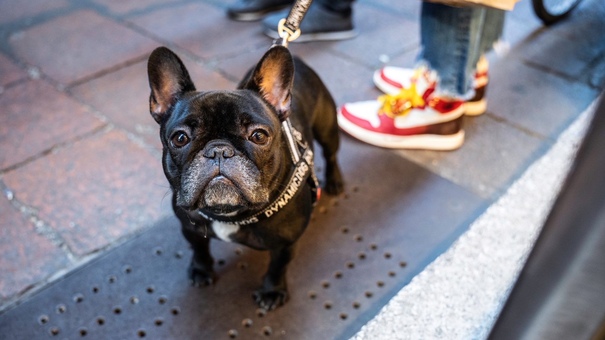 A black French Bulldog stands attentively on a paved street, its short, muscular frame held steady by a leash. The dog's harness is sleek and black, accented with bold white lettering that catches the eye—ideal gear for visiting businesses that welcome canine companions. Behind the dog, part of a person’s legs are visible, clad in casual attire and bright red and white sneakers that hint at an urban setting bustling with energy.