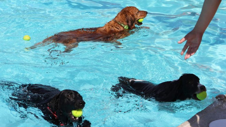 At the annual Pooch Plunge, three dogs glide through the clear, blue water of the pool. Each one grips a yellow tennis ball firmly in its mouth. The glistening surface ripples gently as they kick and paddle. A hand extends from the pool's edge, ready to welcome them back after their joyful swim.