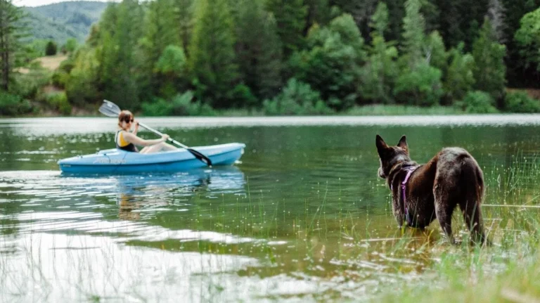 Mendocino Magic Campground, a dog-friendly campground in Laytonville, California