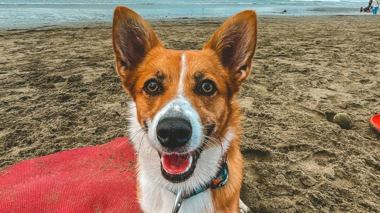 A brown and white Corgi sits attentively on a red blanket spread out on the sandy beach. Its large, expressive ears stand alert against the backdrop of gentle ocean waves. A distinctive white streak runs down its forehead, drawing attention to its cheerful face. The dog gazes directly at the camera with an open mouth, exuding enjoyment as it takes in the sunny seaside ambiance.