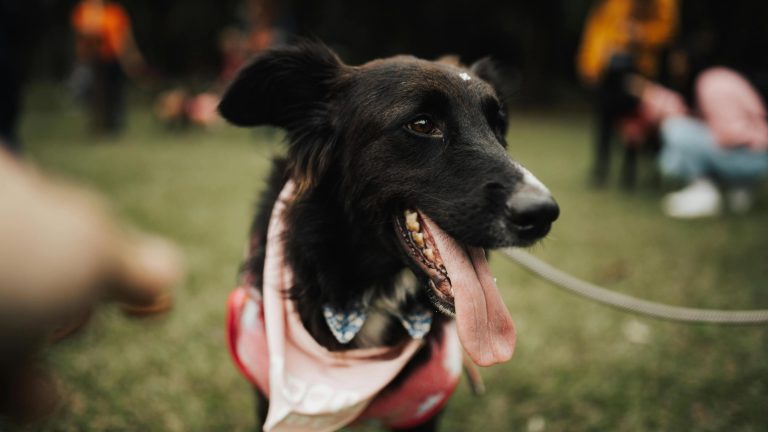 In the midst of a lively artisan market, a black and brown dog stands out, its long tongue hanging in the warm spring air. Dressed in a vibrant pink bandana and sturdy red harness, the dog stands poised on a patch of grass. Its leash is held taut, suggesting an eagerness to explore or perhaps a playful anticipation of what might come next. Behind it, people move through stalls filled with handmade crafts and local goods, their presence softened into colorful shapes that drift past like gentle breezes.