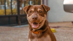 A brown dog with a tan face and ears sits happily outside, wearing a bright orange collar. As part of the Pet Meetup event, this cheerful pup looks directly at the camera with its mouth open and tongue hanging out. In the background, a gate and wall are slightly out of focus.