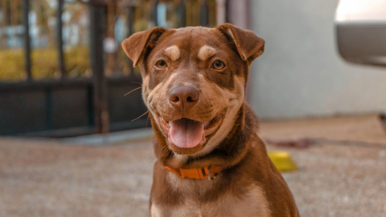 A brown dog with a tan face and ears sits happily outside, wearing a bright orange collar. As part of the Pet Meetup event, this cheerful pup looks directly at the camera with its mouth open and tongue hanging out. In the background, a gate and wall are slightly out of focus.