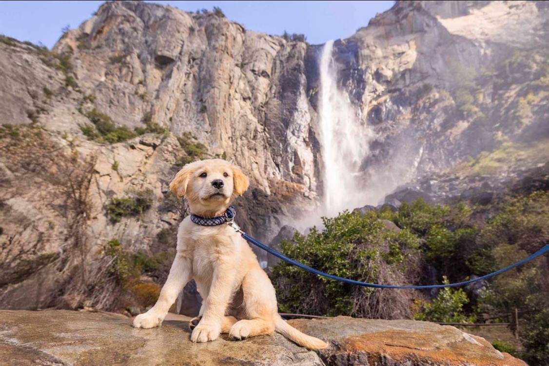 A golden retriever puppy sits on a rock, leash in place, facing the camera. Behind the puppy, a tall waterfall drops down rugged cliffs. The scene is set in Yosemite National Park beneath a clear blue sky.