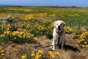 Maya near the bluffs in Fort Bragg. Dave Kendrick photo.