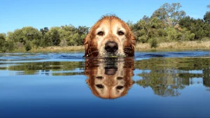 Sammy swimming in the American Rover.