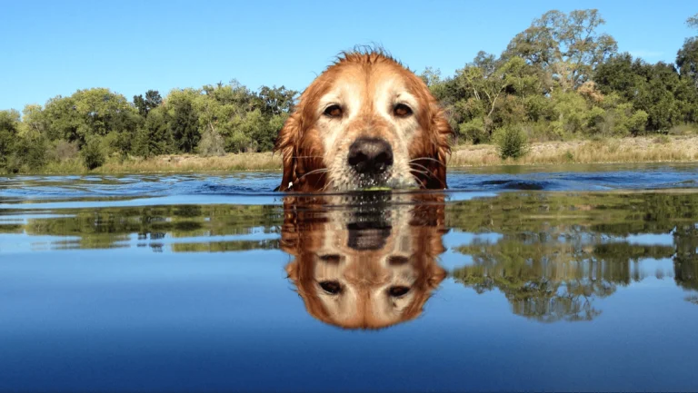 Sammy swimming in the American Rover.
