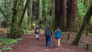 Three people walk their dogs along a packed dirt trail in Navarro River State Park. Towering redwoods line the path, their trunks streaked with moss. The forest floor is layered with dry brown leaves, and ferns and green undergrowth border the walkway. Sunlight filters through the dense canopy as the group continues deeper into the woods.