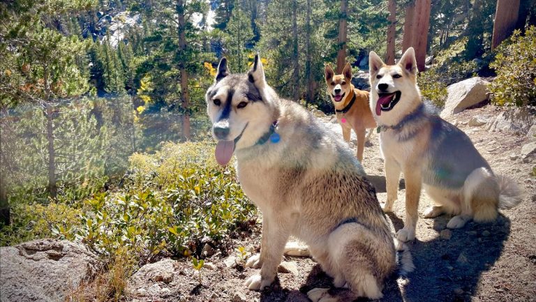 3 dogs near Tyee Lake.