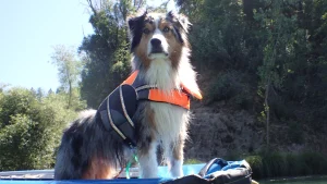 2024 DogTrekker Go California Photo Contest entry. Quigley on a Russian River Adventures canoe.