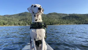 2024 DogTrekker Go California Photo Contest entry.
