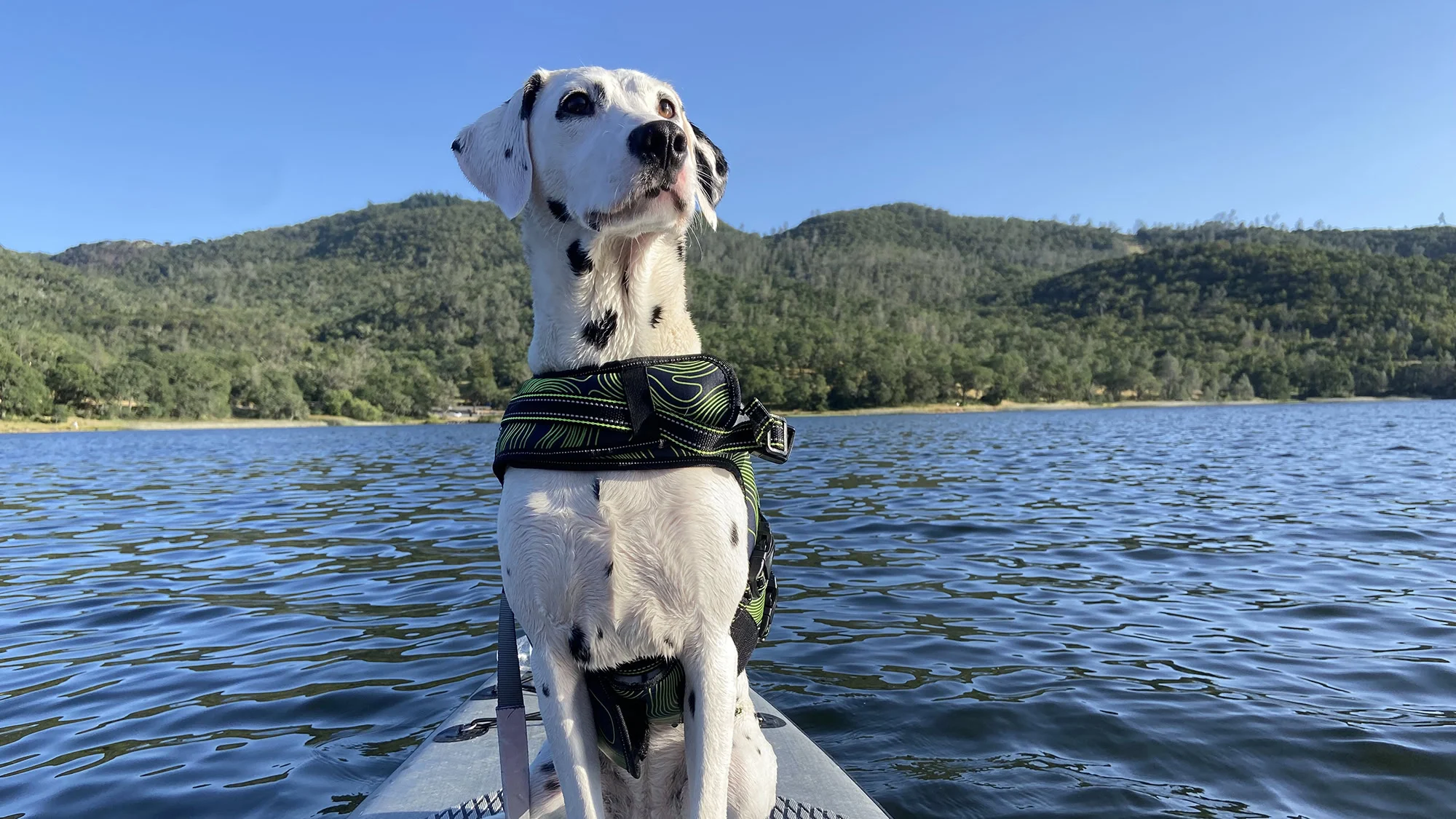 2024 DogTrekker Go California Photo Contest entry.