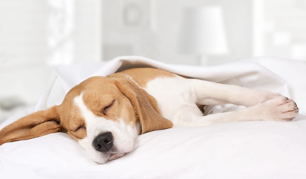 A brown and white beagle sleeps on its side beneath a white blanket. The room is softly lit, with pet-friendly features and muted furniture visible in the background.