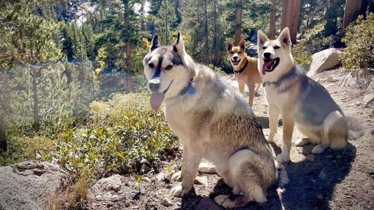 Three dogs with dense, pale fur rest and stand along a packed dirt path in the forest north of Bishop. Sun shines between high conifer branches, casting dappled light onto the trail. The dogs face forward, alert among low bushes and scattered granite rocks where leashes aren't required.