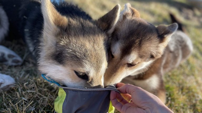 Dogs waterbowl