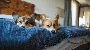 Two welsh corgi pembroke dogs lying down in a big hotel bed