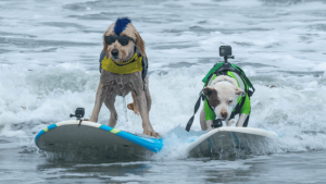 At the Dog Surfing Championships, two dogs balance on surfboards in the ocean. Both wear life vests and cameras strapped to their backs. One dog stands out with a blue mohawk and sunglasses; the other wears a green vest. Waves rise behind them as they glide side by side.