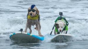 World Dog Surfing Championships