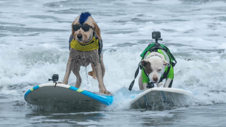 At the Dog Surfing Championships, two dogs balance on surfboards in the ocean. Both wear life vests and cameras strapped to their backs. One dog stands out with a blue mohawk and sunglasses; the other wears a green vest. Waves rise behind them as they glide side by side.