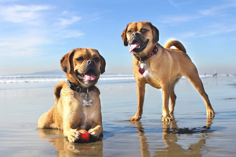 A vibrant dog park bathed in sunlight features abundant greenery with mature trees, offering ample shade for leisurely outdoor activities. In the distance is a well-equipped playground that presents an additional activity area. An inviting picnic table spreads out nearby, ideal for enjoying meals al fresco or taking relaxing breaks from play. A neatly-placed trash bin aids in maintaining the park's cleanliness for everyone's enjoyment. Dominating the scene is a generously wide dirt path gracefully curving through the expanse of grass, promising exploratory walks and lively fetch games.