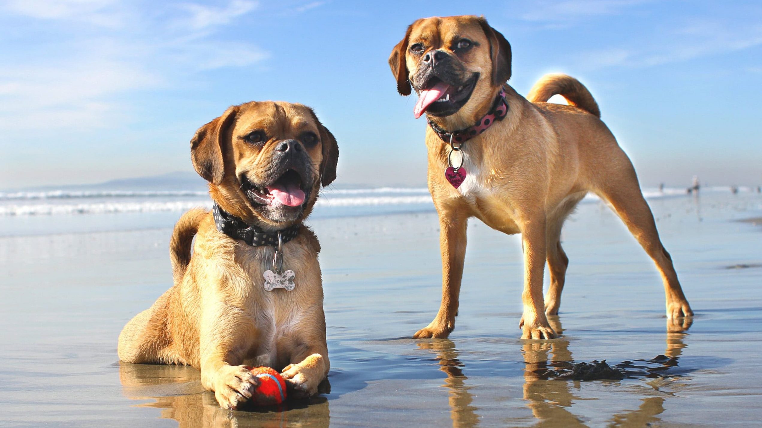 A vibrant dog park bathed in sunlight features abundant greenery with mature trees, offering ample shade for leisurely outdoor activities. In the distance is a well-equipped playground that presents an additional activity area. An inviting picnic table spreads out nearby, ideal for enjoying meals al fresco or taking relaxing breaks from play. A neatly-placed trash bin aids in maintaining the park's cleanliness for everyone's enjoyment. Dominating the scene is a generously wide dirt path gracefully curving through the expanse of grass, promising exploratory walks and lively fetch games.