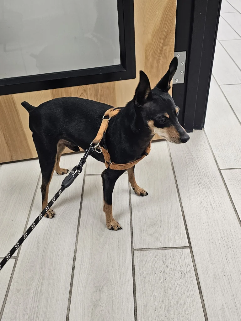 Bishop Veterinary Hospital